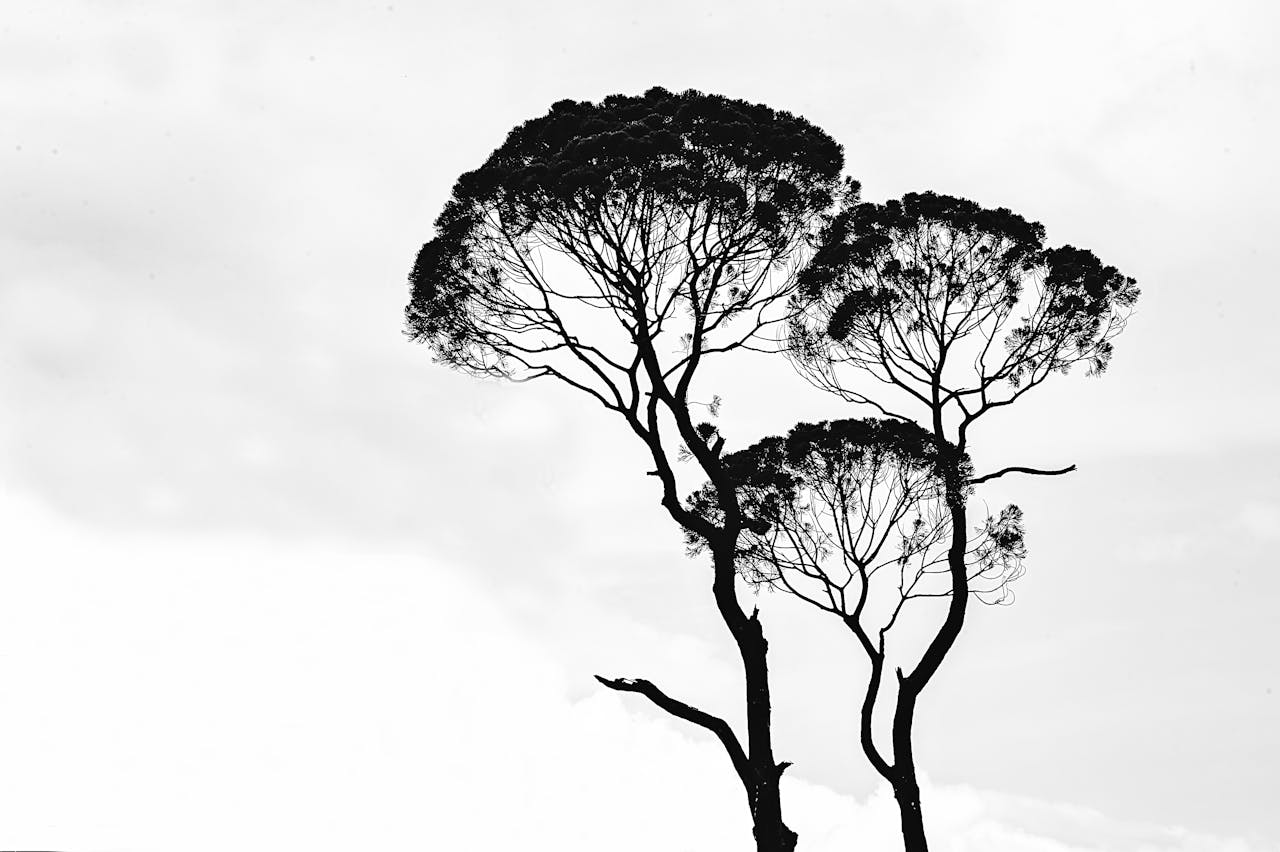 Monochrome silhouette of trees with intricate branches set against a cloudy sky.